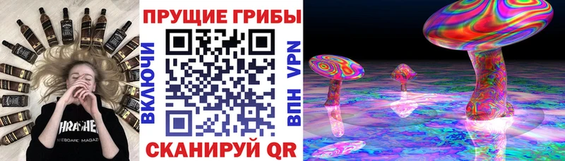 где купить   Борзя  Псилоцибиновые грибы Psilocybe 